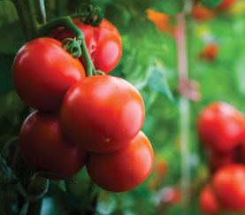 tomate